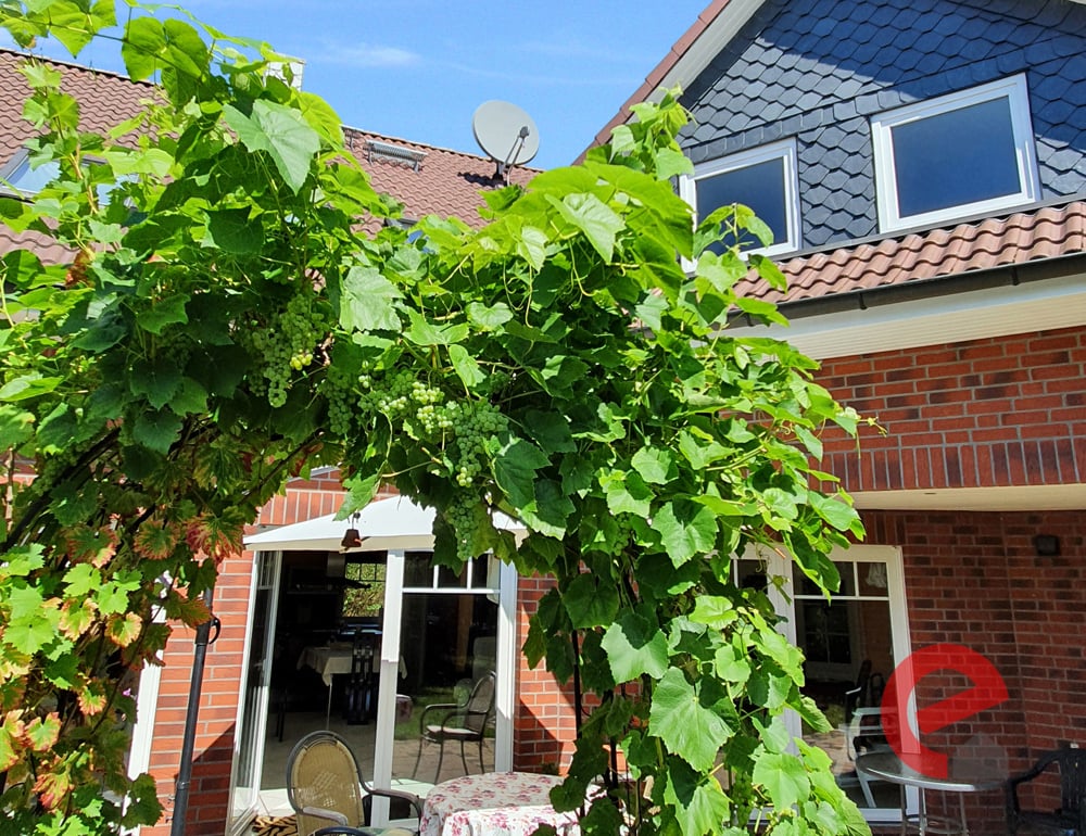 Weintrauben erwarten Sie auf der Terrasse!